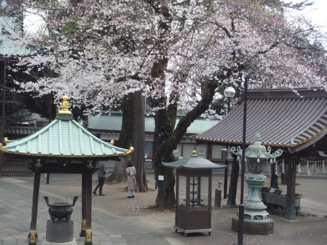 桜散歩 022.jpg